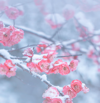 1767576438778152.png 4B43582D-583B-43f4-A25C-A207B52B5A5D.png